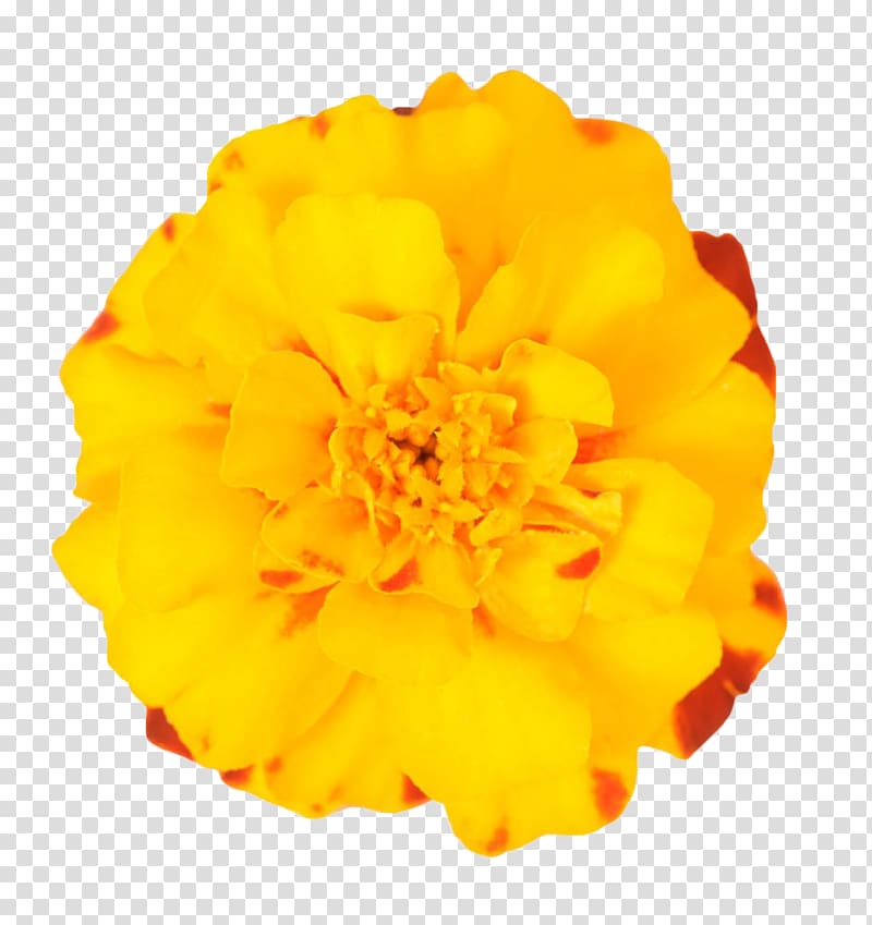 Mexican marigold Flower Plant, Yellow marigold transparent background PNG clipart