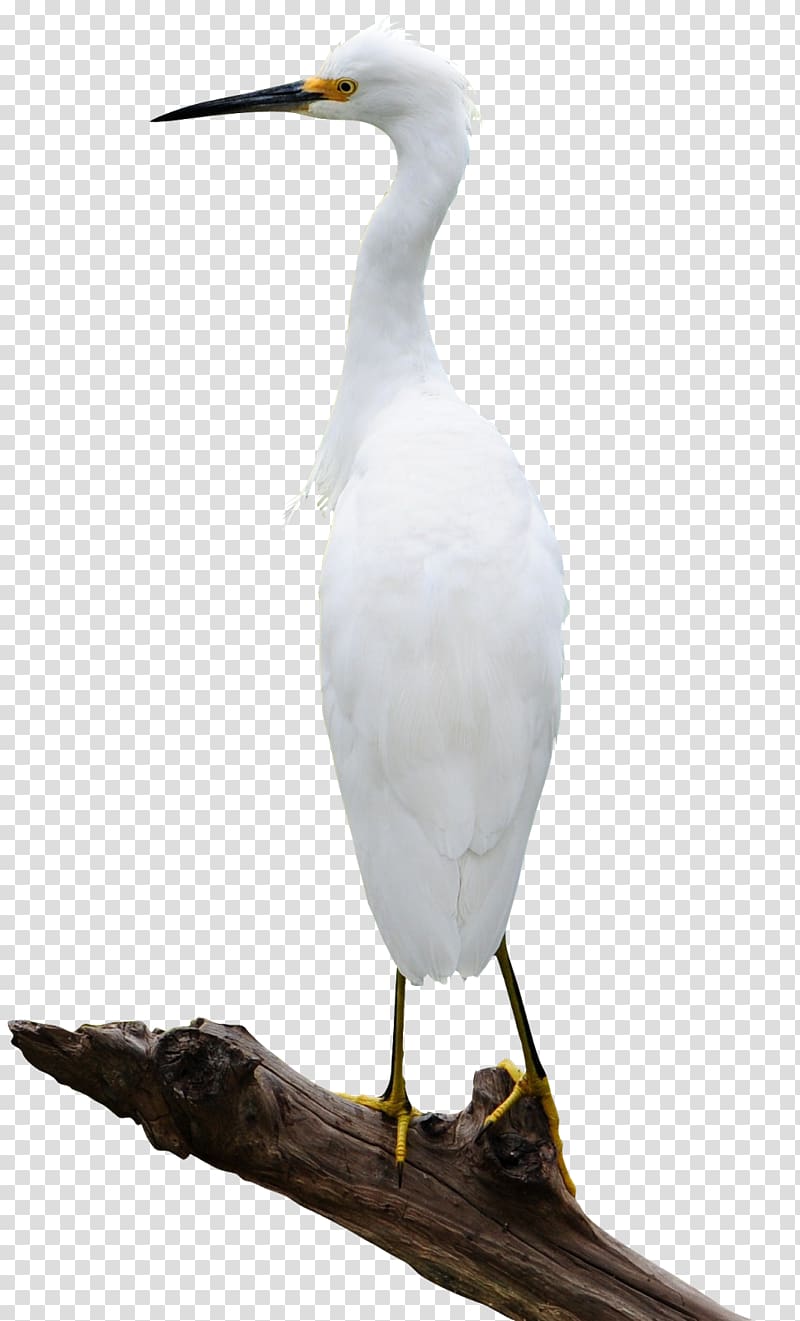 Bird Ardea Pelican , egrets transparent background PNG clipart