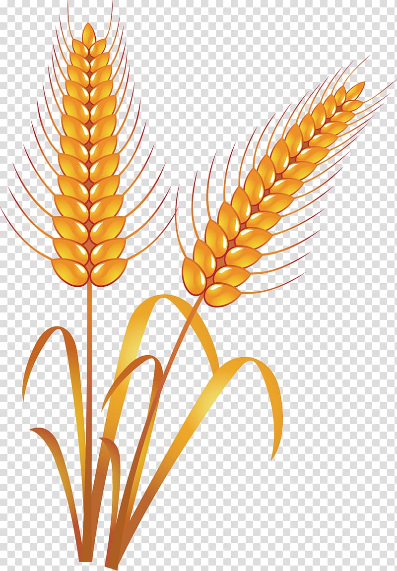 Wheat food hand painted transparent background PNG clipart