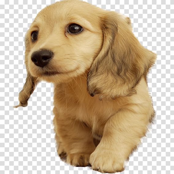 Golden Retriever Puppy Cuteness , Golden Retriever pups transparent background PNG clipart