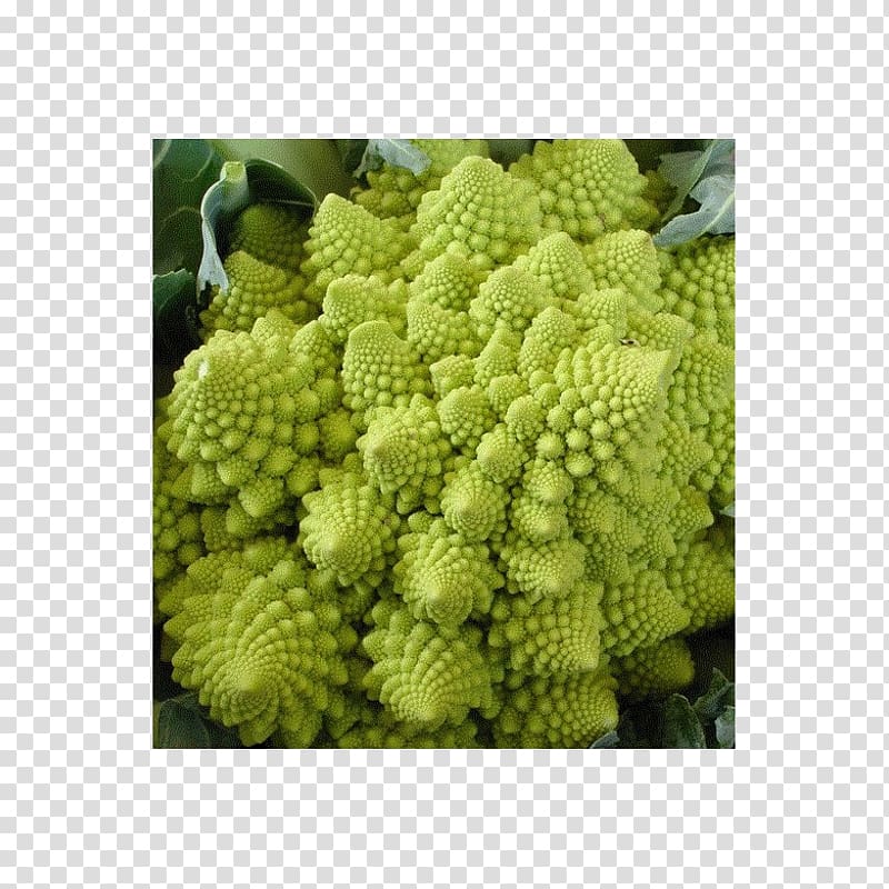 Romanesco broccoli Cauliflower Vegetable Broccoflower, broccoli transparent background PNG clipart