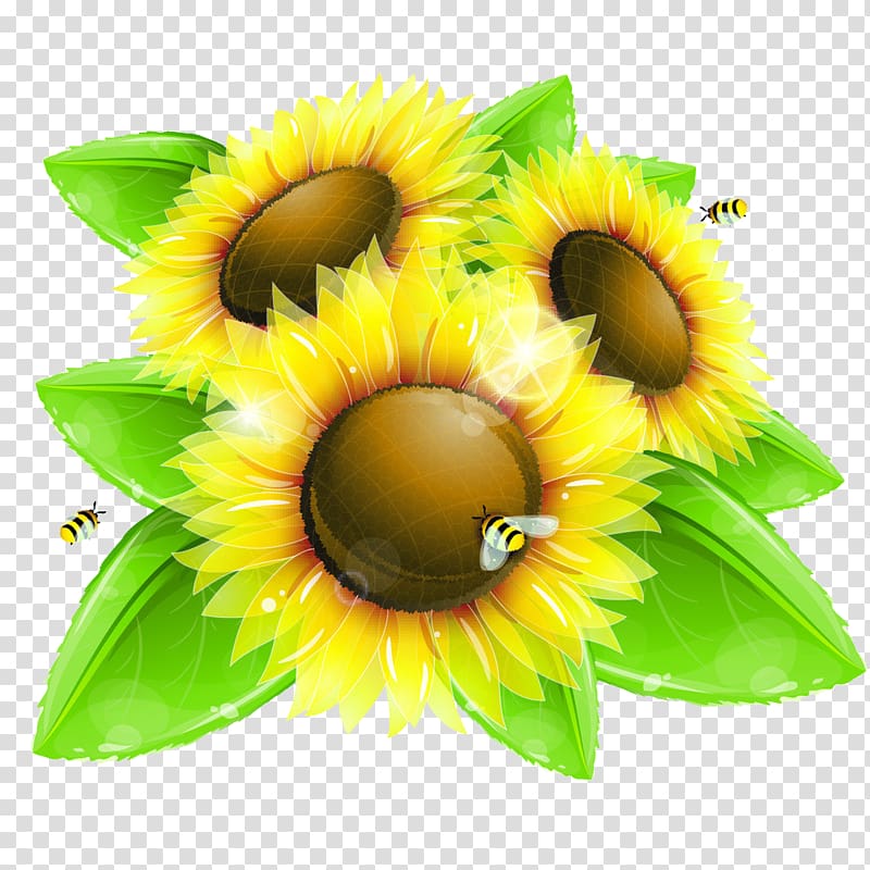 Common sunflower Drawing Euclidean Illustration, sunflower transparent background PNG clipart