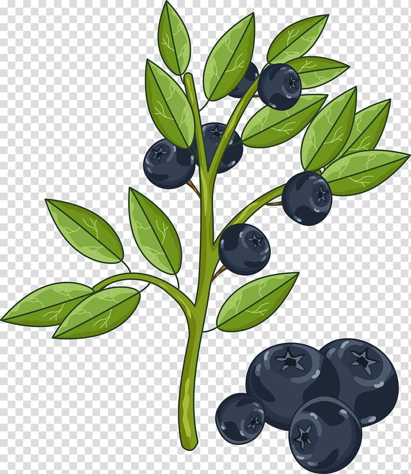 Illustration, Hand-painted blueberries transparent background PNG clipart
