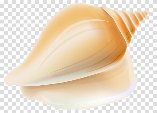 Seashell transparent background PNG clipart