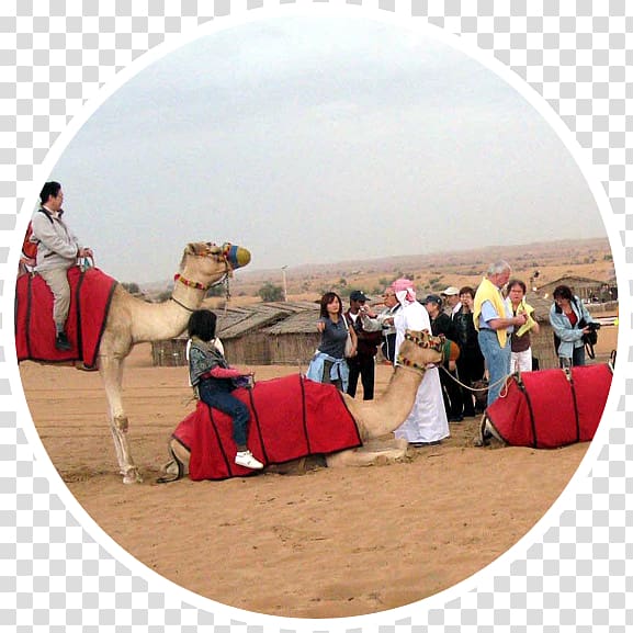 Camel Desert Safari Dubai Landscape Evening Desert Safari, Dubai Desert transparent background PNG clipart