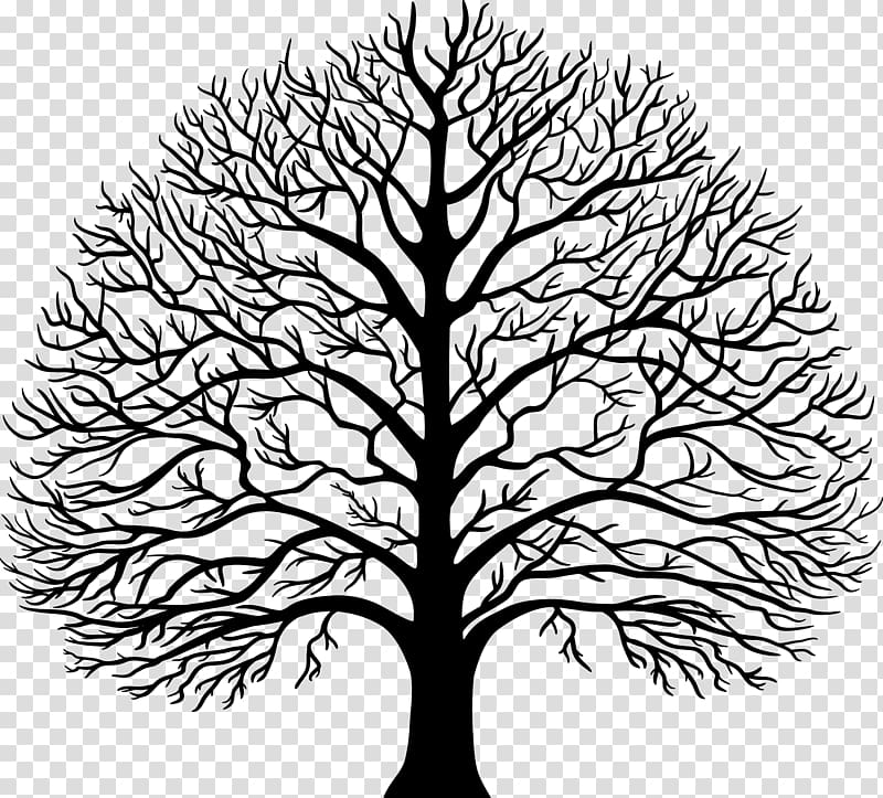 Tree Lindens Wood Joinery Ltd Drawing , sketch transparent background PNG clipart