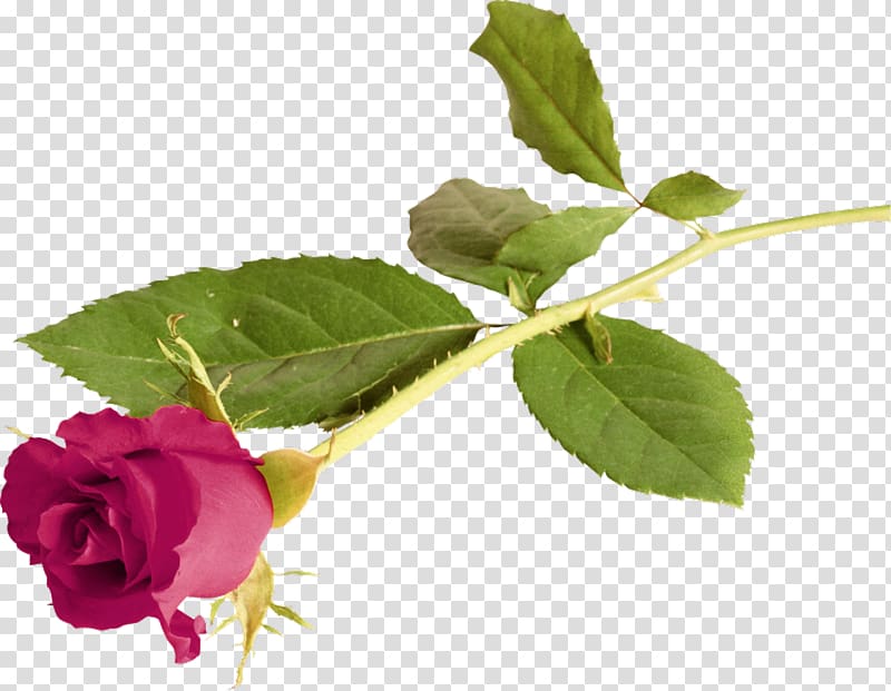 Rose Love Flower Gratitude, lilac transparent background PNG clipart