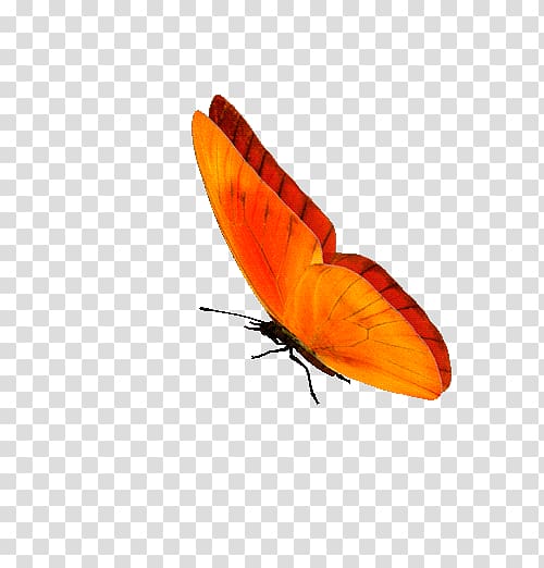 Butterfly GIF Portable Network Graphics Information, butterfly transparent background PNG clipart