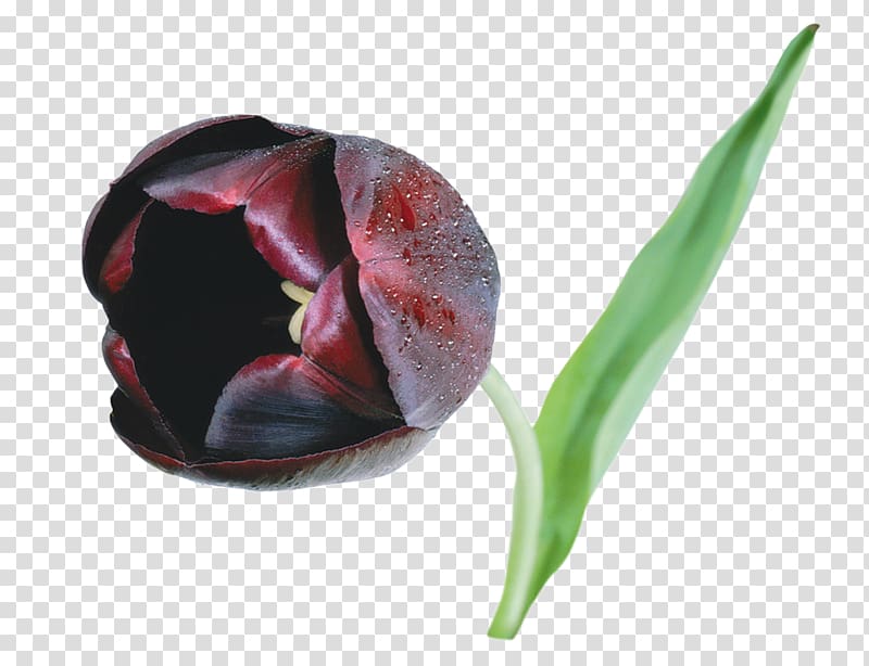 Flower Black Tulip Desktop , marsala transparent background PNG clipart