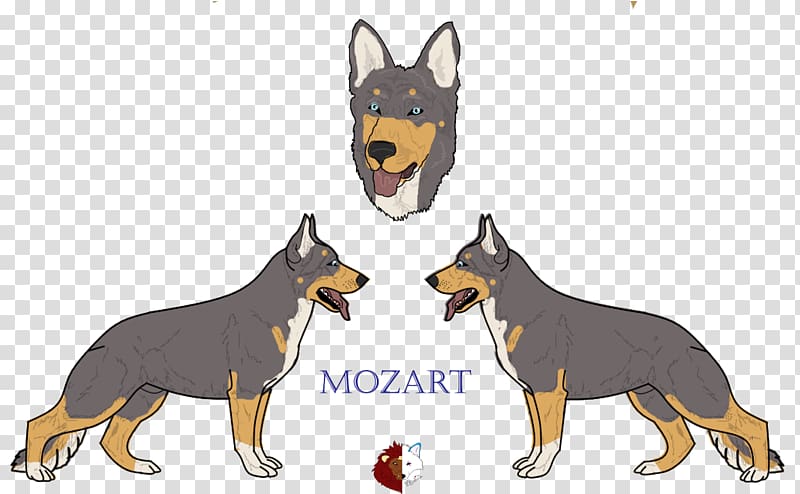 Ormskirk terrier German Shepherd Australian Kelpie King Shepherd Australian Cattle Dog, puppy transparent background PNG clipart