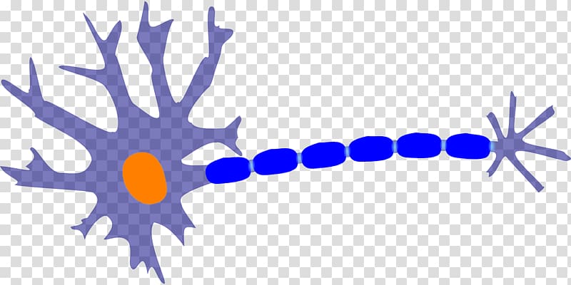 Nerve Neuron Nervous system Cell , others transparent background PNG clipart