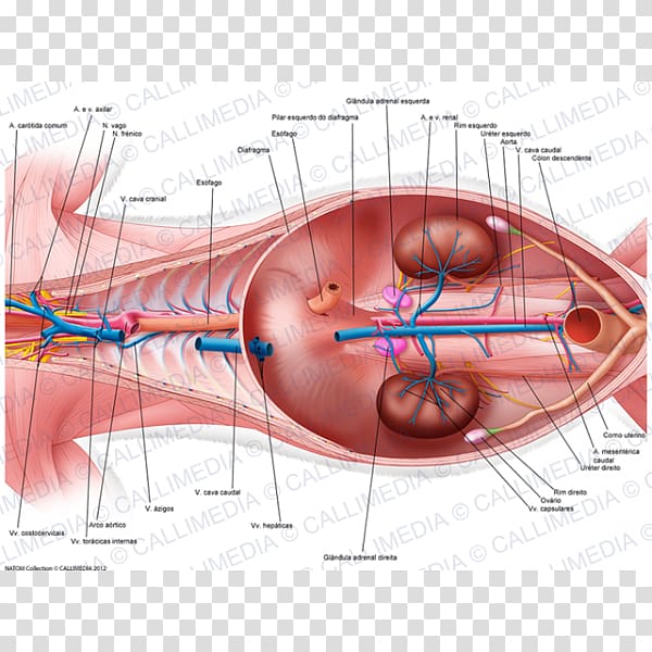 Ventraal Organ Anatomy Abdomen Thorax, Urogenital Diaphragm transparent background PNG clipart