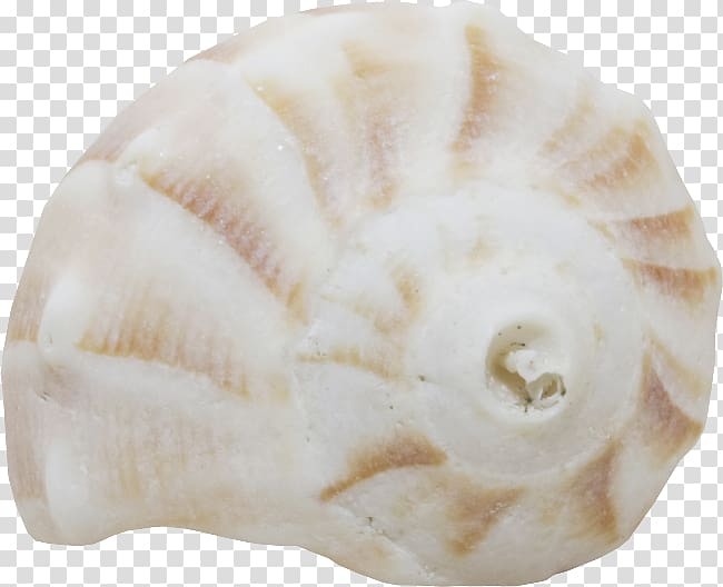 Seashell Conchology Shankha Jaw, seashell transparent background PNG clipart