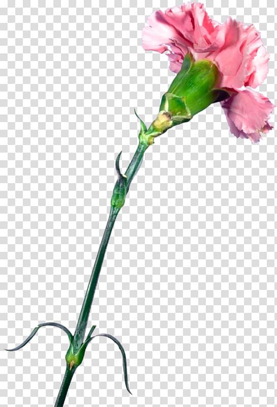 Carnation Garden roses Cut flowers Clove, flower transparent background PNG clipart