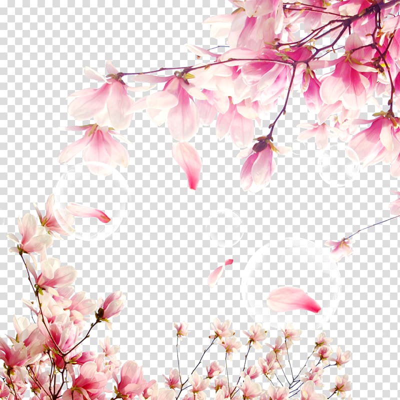 National Cherry Blossom Festival , Cherry elements transparent background PNG clipart
