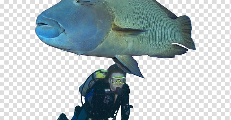 Humphead wrasse Green humphead parrotfish Scuttling of SMS Cormoran, others transparent background PNG clipart