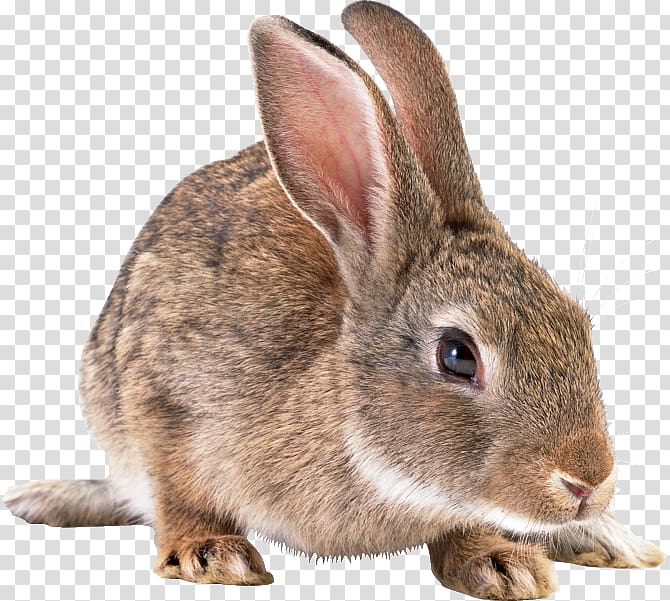 Domestic rabbit Hare Breed Dog, rabbit transparent background PNG clipart