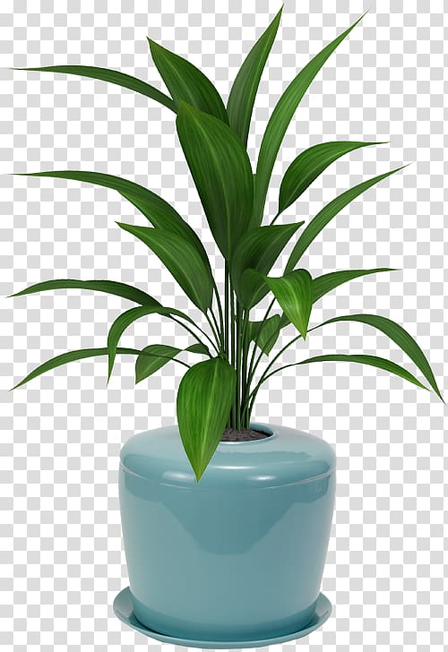 Houseplant Flowerpot Viper\'s bowstring hemp Plants Palm trees, bonsai cultivation and care transparent background PNG clipart