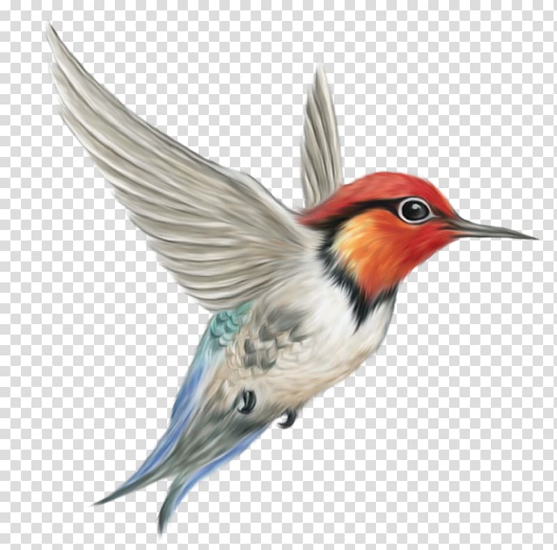 Bird , Humming Bird , flying white and red hummingbird illustration transparent background PNG clipart