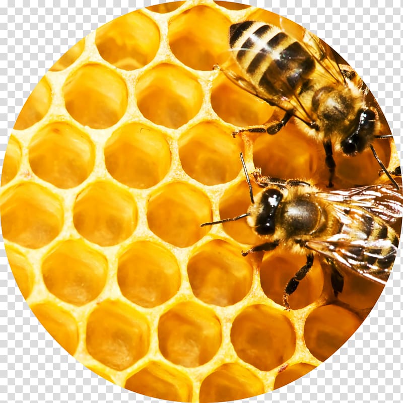 Western honey bee Honeycomb Beehive Beeswax, honeycomb transparent background PNG clipart