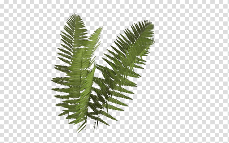 fern plant illustration, Fern Plant Leaf Rendering, fern transparent background PNG clipart