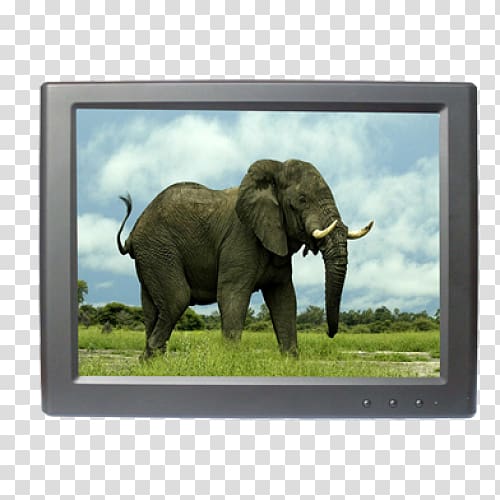 Elephantidae African buffalo Animal African bush elephant Teacher, Displaylink transparent background PNG clipart