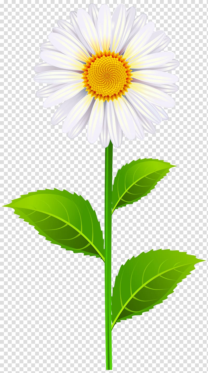 white daisy flower , North Carolina State Senate district 40 Wikia, Marguerite transparent background PNG clipart