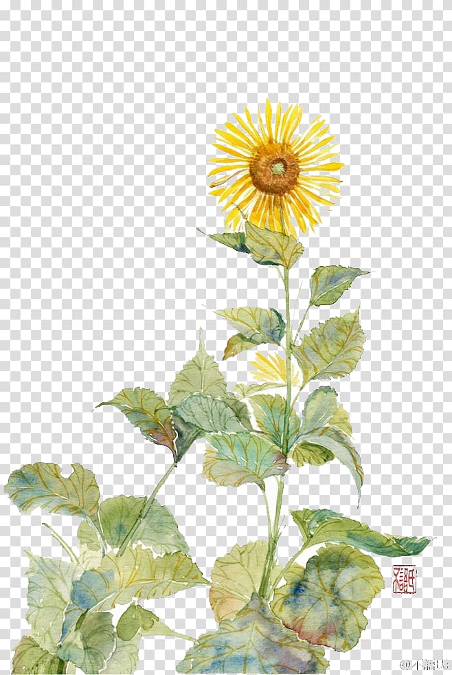 yellow sunflower illustration, Common sunflower Sunflower Student Movement Painting Flowers Watercolor painting, Hand painted sunflowers transparent background PNG clipart