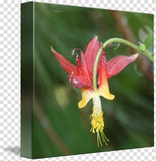 Red columbine Amaryllis Jersey lily Belladonna Wildflower, Columbine transparent background PNG clipart