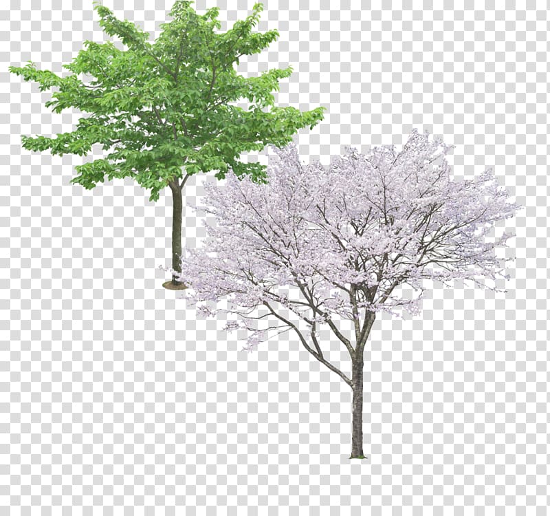 Tree Ginkgo biloba Pine, Pear Tree evergreen material transparent background PNG clipart
