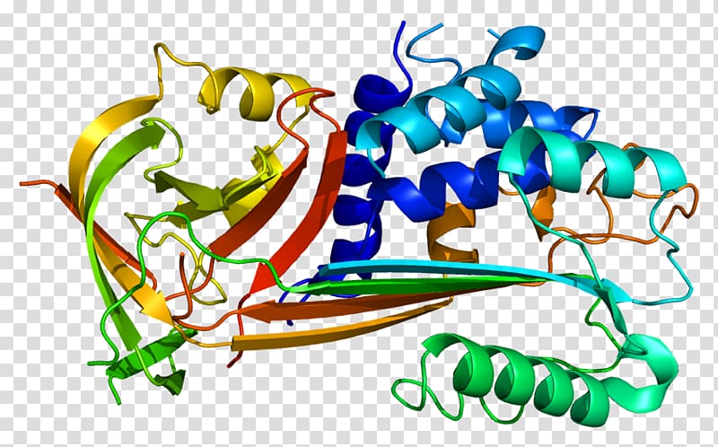 Plasminogen activator inhibitor-2 Plasminogen activator inhibitor-1 Serpin, others transparent background PNG clipart