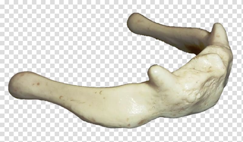 Bone Jaw Figurine Finger H&M, flat irregular shape transparent background PNG clipart