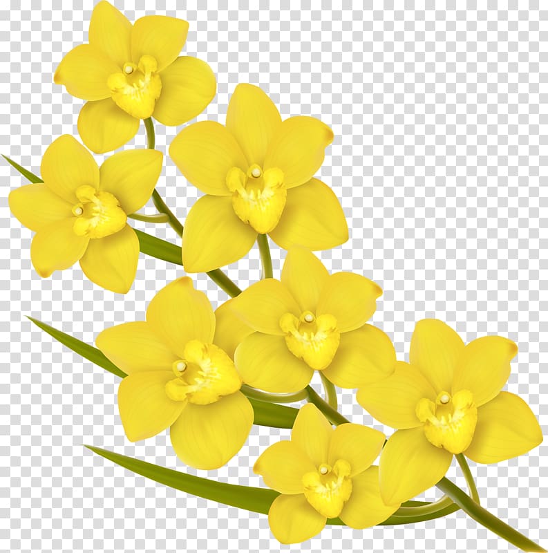 Flower Euclidean Yellow, Six yellow flowers transparent background PNG clipart