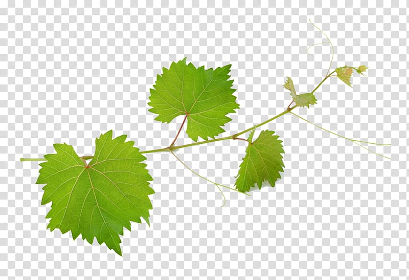 grape vine illustration, Common Grape Vine Wine Mirto Grape leaves, Grape leaves material transparent background PNG clipart