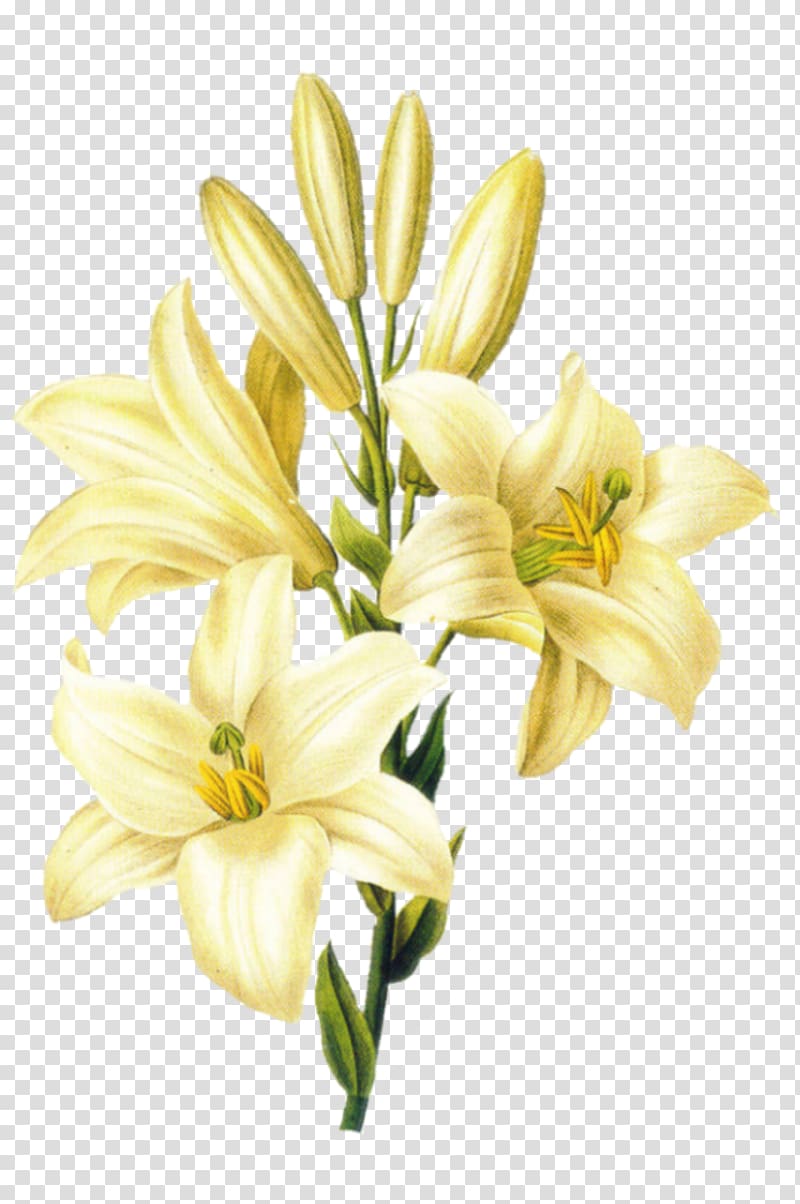 Madonna Lily Flower Easter lily Lily 'Stargazer' Drawing, flower transparent background PNG clipart