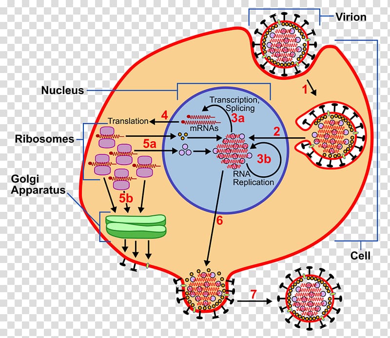 Animal virus Information Computer file Presentation, virus lytic cycle transparent background PNG clipart