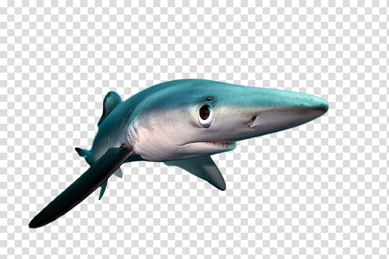 Squaliformes Marine mammal Chondrichthyes Fish Marine biology, shark fin transparent background PNG clipart