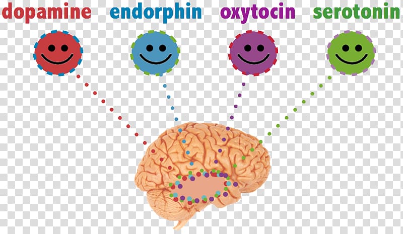 Meet Your Happy Chemicals: Dopamine, Endorphin, Oxytocin, Serotonin Happiness Chemistry Endorphins, Brain transparent background PNG clipart