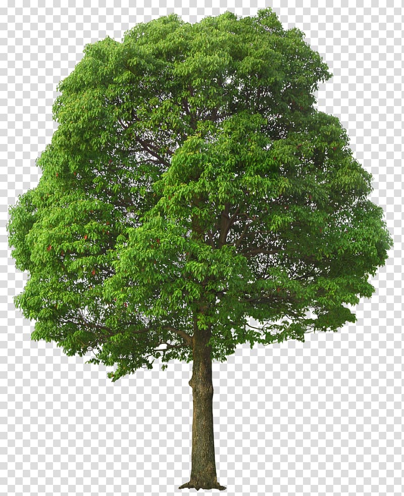 Tree , Large Green Tree , green tree illustration transparent background PNG clipart