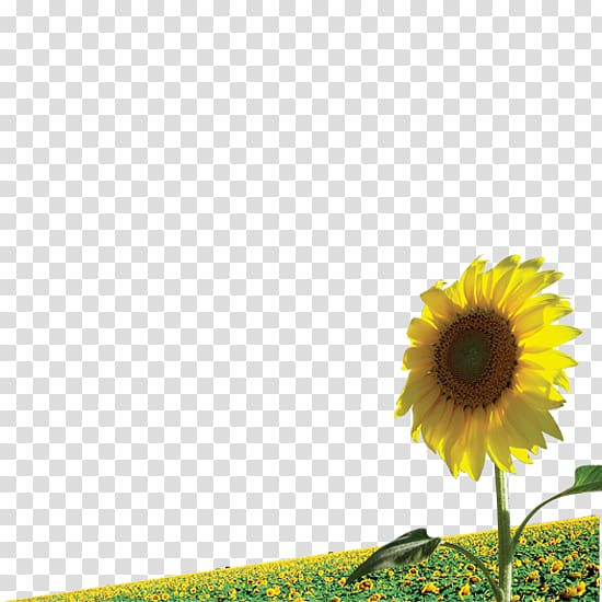 Common sunflower Illustration, Outdoor Sunflower meadow transparent background PNG clipart