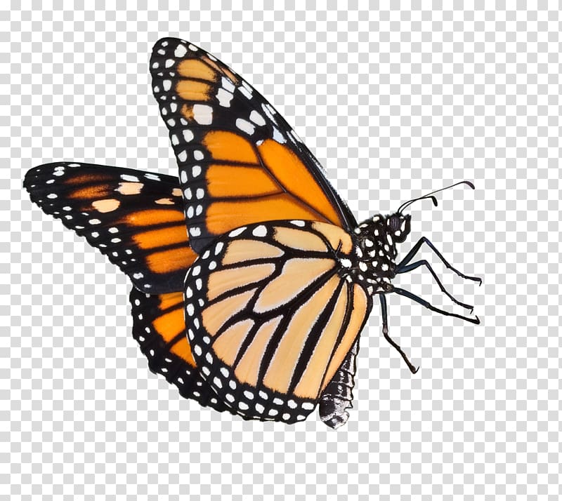 black and brown butterfly, Butterfly weed Insect How to Raise Monarch Butterflies: A Step-by-step Guide for Kids Monarch butterfly, Butterflies Icon transparent background PNG clipart