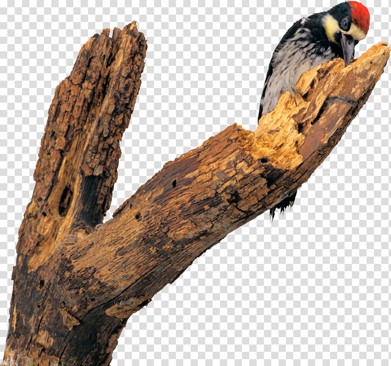 Woodpecker Bird Sparrow Parus Animal, Bird transparent background PNG clipart