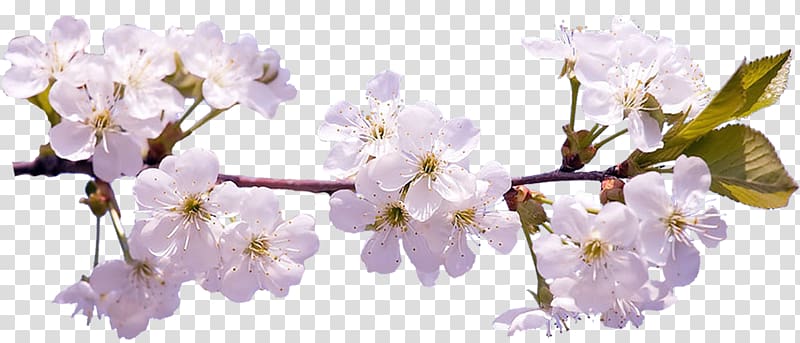 Cherry blossom Desktop , sakura transparent background PNG clipart