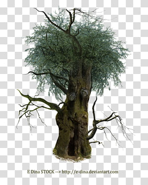 Tree Branch Root Wood Trunk, tree transparent background PNG clipart thumbnail