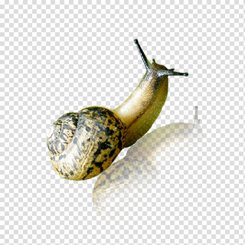 Snail Orthogastropoda, Snail crawling transparent background PNG clipart