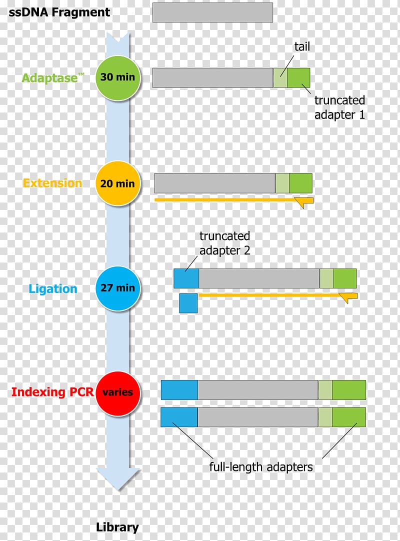 Swift Biosciences Massive parallel sequencing Organization, others transparent background PNG clipart