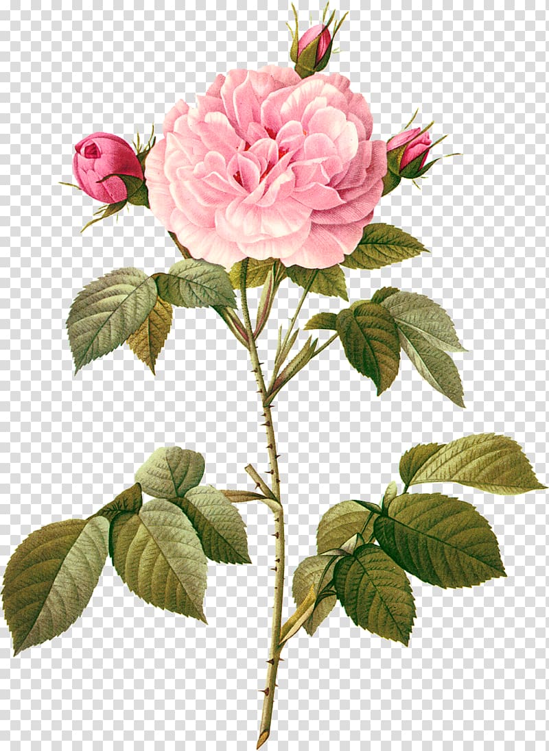 pink peony flower illustration, Beach rose Rosa chinensis Rosa multiflora Flower, botanical transparent background PNG clipart
