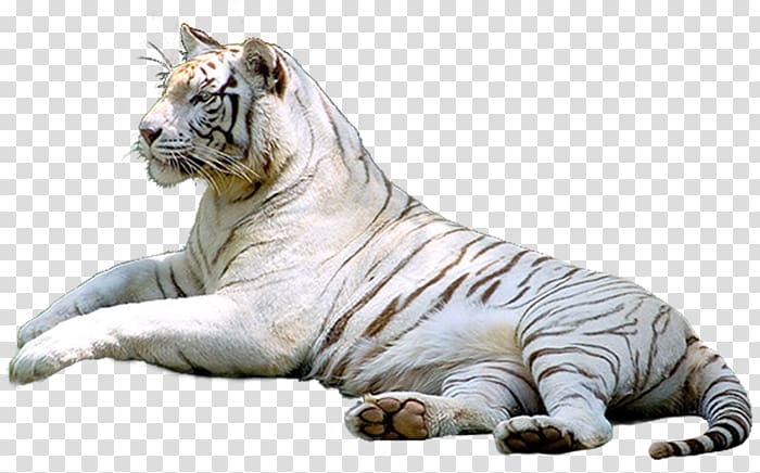 Tiger Cat In the wild, tiger transparent background PNG clipart