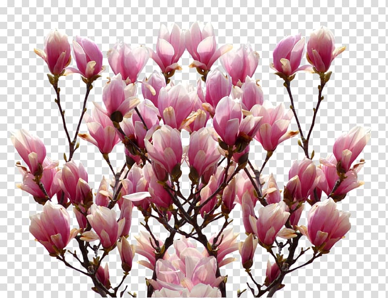 Portable Network Graphics Southern magnolia .xchng, Anemone Flower transparent background PNG clipart