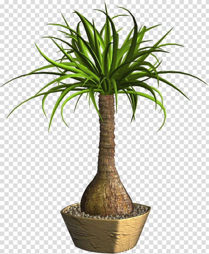 Flowerpot Arecaceae Plant, plant transparent background PNG clipart